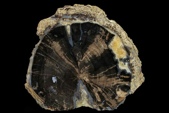 Petrified Wood (Schinoxylon) Slab - Blue Forest, Wyoming #166053